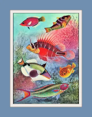 Coral Fish