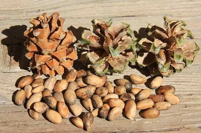 Did You Know? Pine Nuts Come From Pine Cones T-Shirt