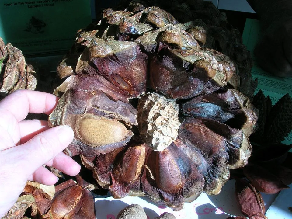 Did You Know? Pine Nuts Come From Pine Cones T-Shirt